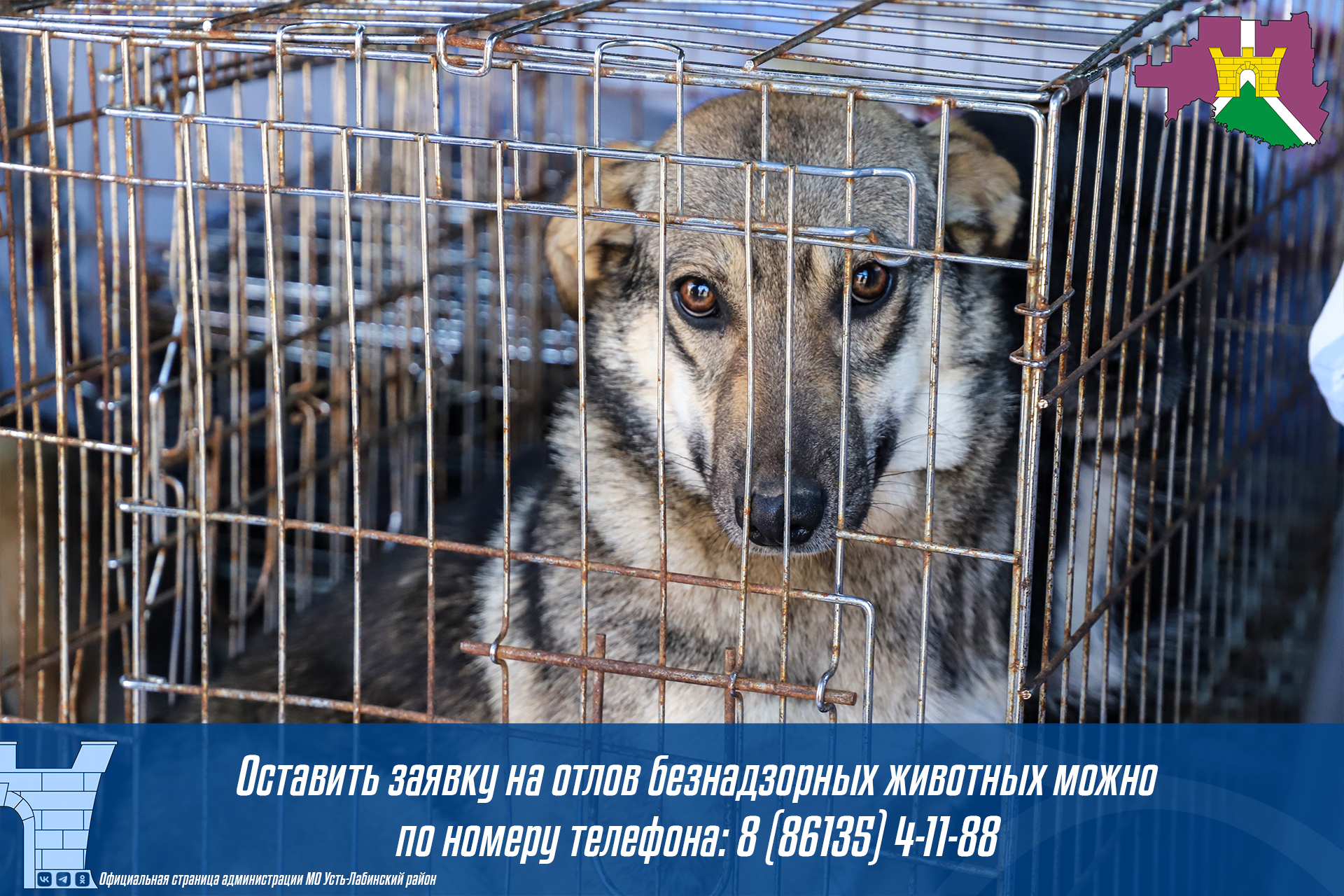 Жители Усть-Лабинского района могут оставить заявку на отлов безнадзорных животных