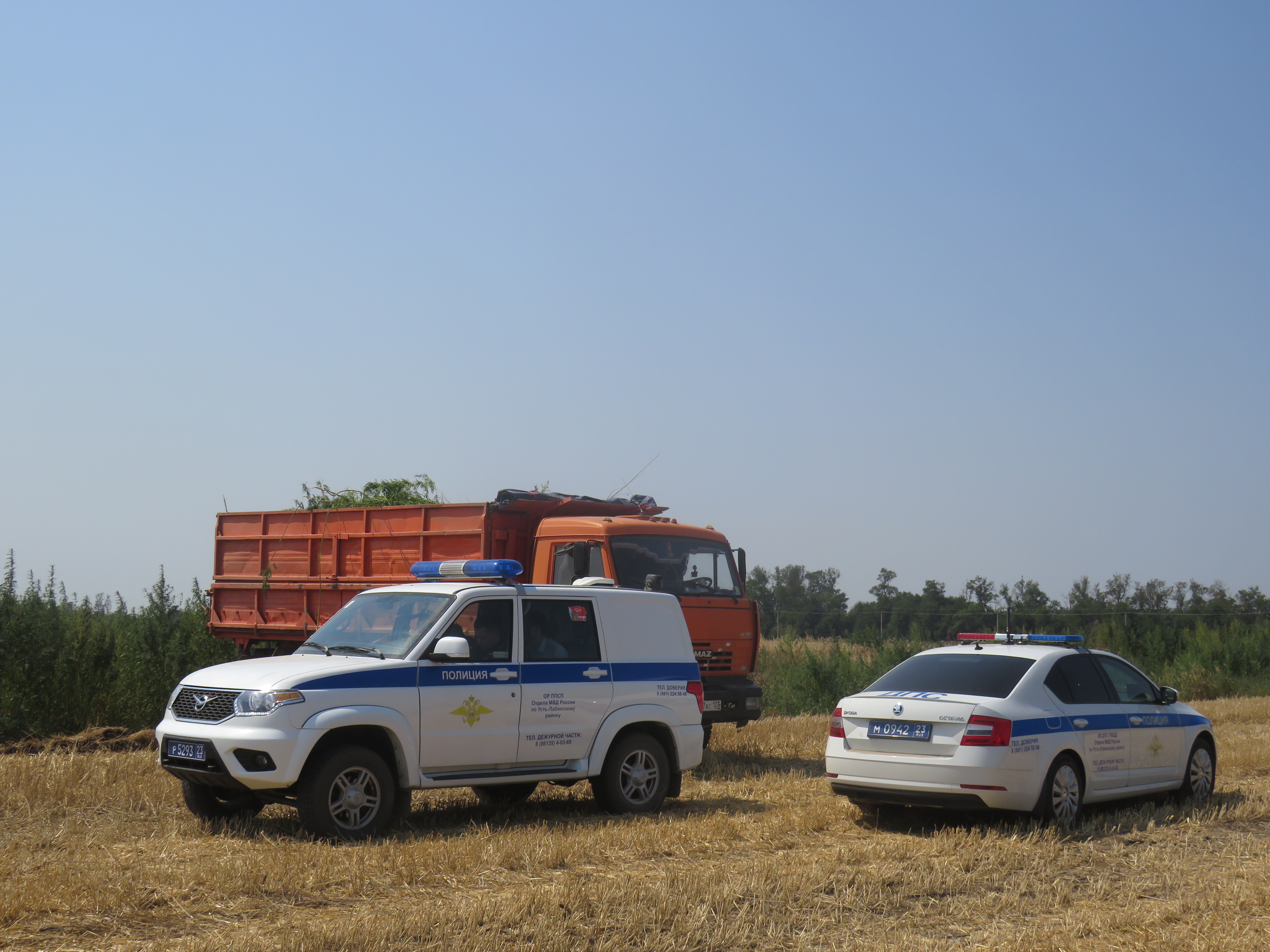 В Усть-Лабинском районе полицейские уничтожили более 11 тысяч кустов дикорастущей конопли