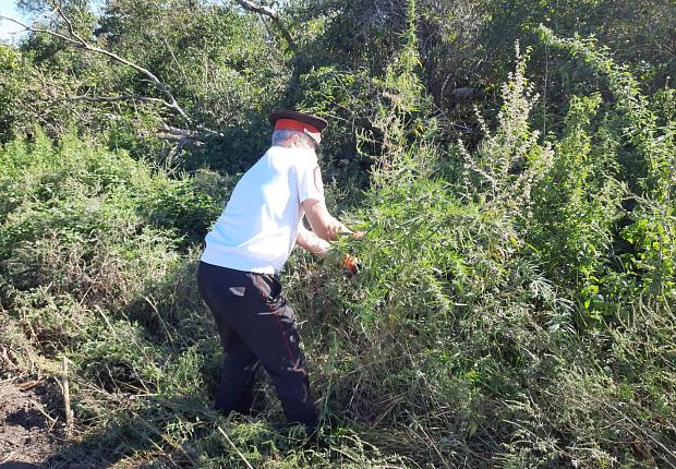 Полицейские Усть-Лабинского района уничтожили дикорастущую коноплю 
