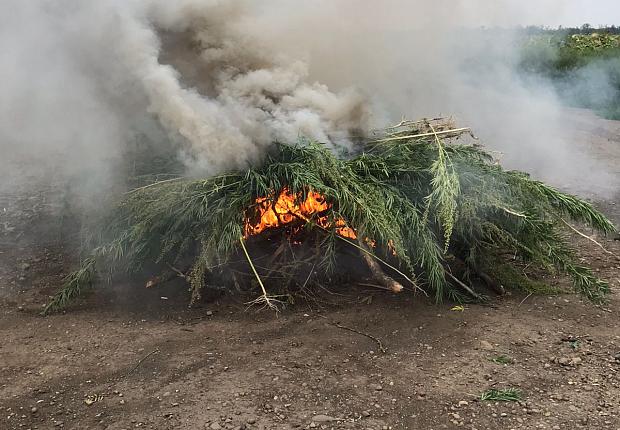 Полицейские Усть-Лабинского района уничтожили дикорастущую коноплю 