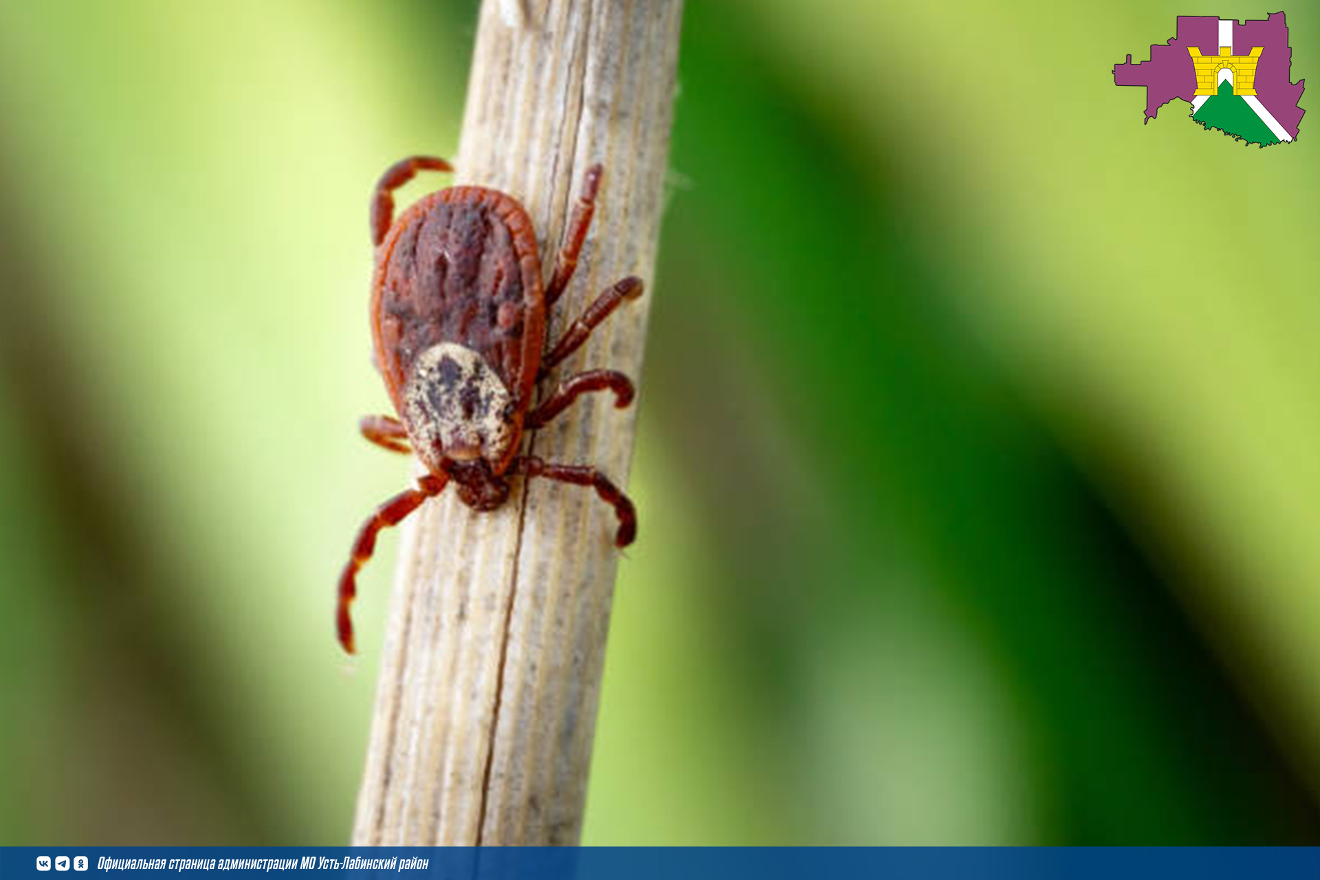Осторожно! Клещи 
