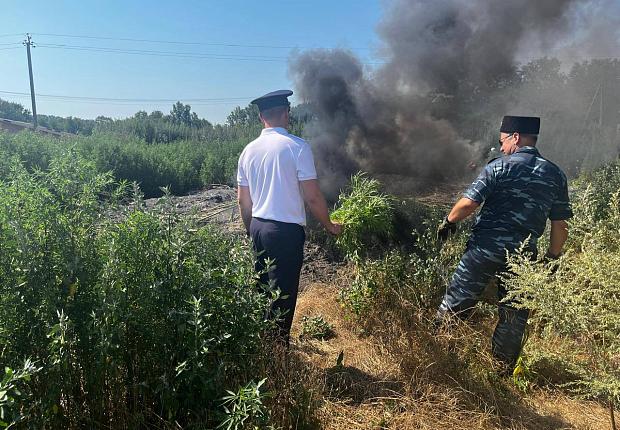 В рамках проведения межведомственной комплексной оперативно-профилактической операции «МАК-2025» на территории Ладожского поселения Усть-Лабинского района состоялось рейдовое мероприятие по выявлению и уничтожению произрастания очагов дикорастущей конопли