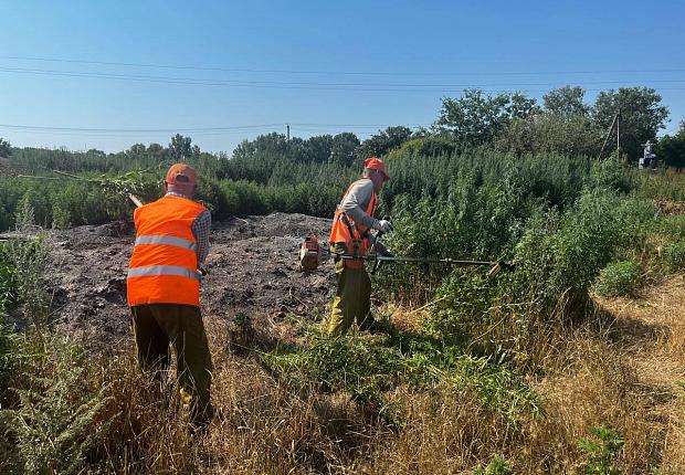 В рамках проведения межведомственной комплексной оперативно-профилактической операции «МАК-2025» на территории Ладожского поселения Усть-Лабинского района состоялось рейдовое мероприятие по выявлению и уничтожению произрастания очагов дикорастущей конопли